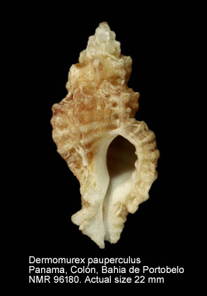 Dermomurex pauperculus.jpg - Dermomurex pauperculus (C.B.Adams,1850)